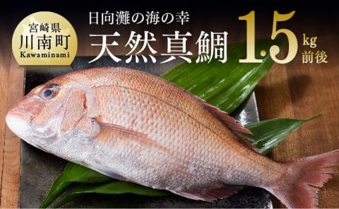 『日向灘の海の幸』天然真鯛（活き締め） 【 鮮魚 さかな 刺身 煮つけ 九州 宮崎 川南町 新鮮 魚 魚介類 】[H1706]