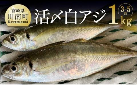 日向灘獲れ！ 活〆白アジ １kg_鮮魚あじ新鮮魚介刺身あじ塩焼き海の幸魚介類送料無料魚介 [C04406]
