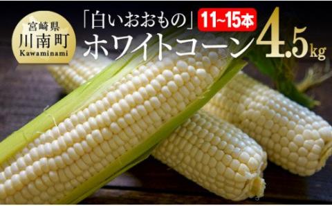 【令和8年発送】政岡さんちのスイートコーン「白いおおもの（ホワイトコーン）」4.5kg 【 先行予約 数量限定 期間限定 とうもろこし スイートコーン 2026年発送 先行受付 宮崎県産 九州産 野菜 】 [C06505]