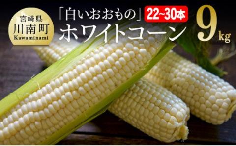 【令和8年発送】政岡さんちのスイートコーン「白いおおもの（ホワイトコーン）」9kg 【 先行予約 数量限定 期間限定 とうもろこし スイートコーン 2026年発送 先行受付 宮崎県産 九州産 野菜 】 [C06506]