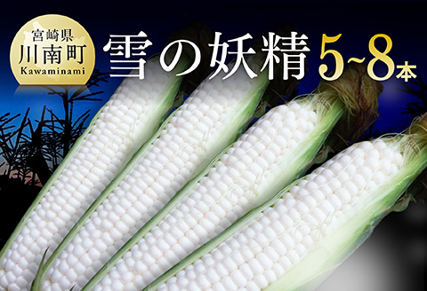 【先行予約】【令和8年発送】大山さんちのホワイトコーン(雪の妖精)5～8本　【とうもろこし スイートコーン 野菜 】[C07105]
