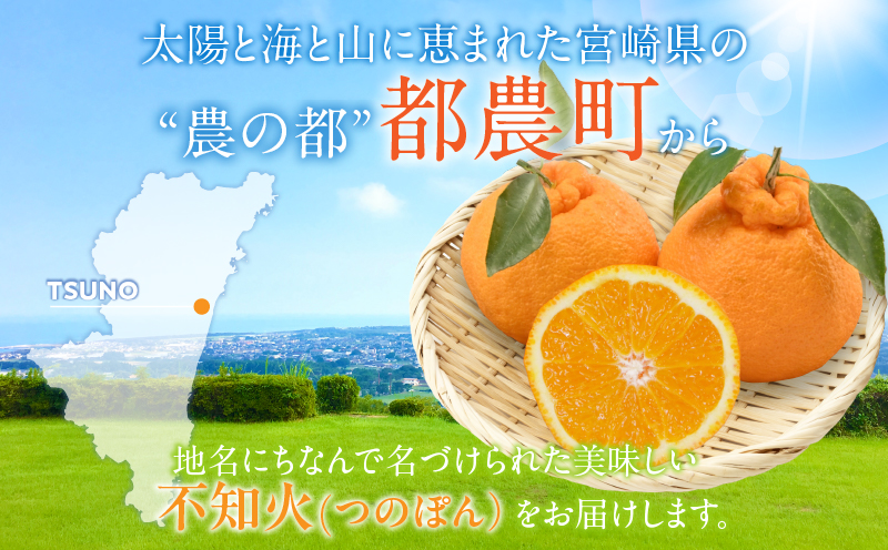 先行予約≪数量限定≫訳あり不知火(つのぽん)約5kg_T002-002【フルーツ 果物 柑橘 みかん 国産 人気 ギフト 食品 旬 果実 アウトレット デザート 送料無料 プレゼント】