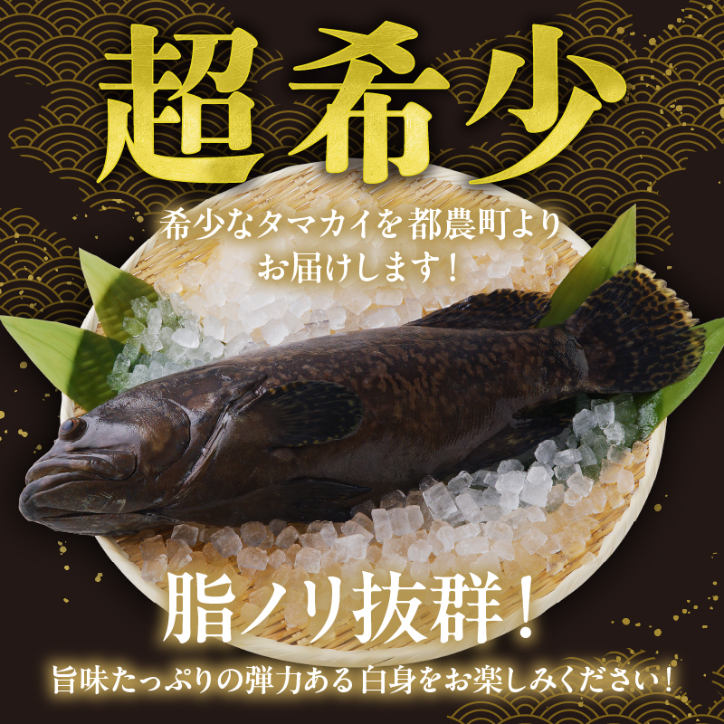 都農町産「つのタマカイ(鍋用・ぶつ切り)2～3人前」計500g_T012-001【魚 魚介 養殖 希少 国産 人気 ギフト 食品 おかず 魚貝 加工品 お土産 贈り物 送料無料 プレゼント】