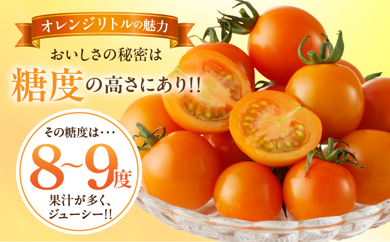 先行予約≪期間限定≫オレンジリトル（計1.6kg）_T040-0011【ミニトマト 野菜 サラダ 国産 人気 ギフト 食品 とまと フルーツ 新鮮 お土産 送料無料 プレゼント】