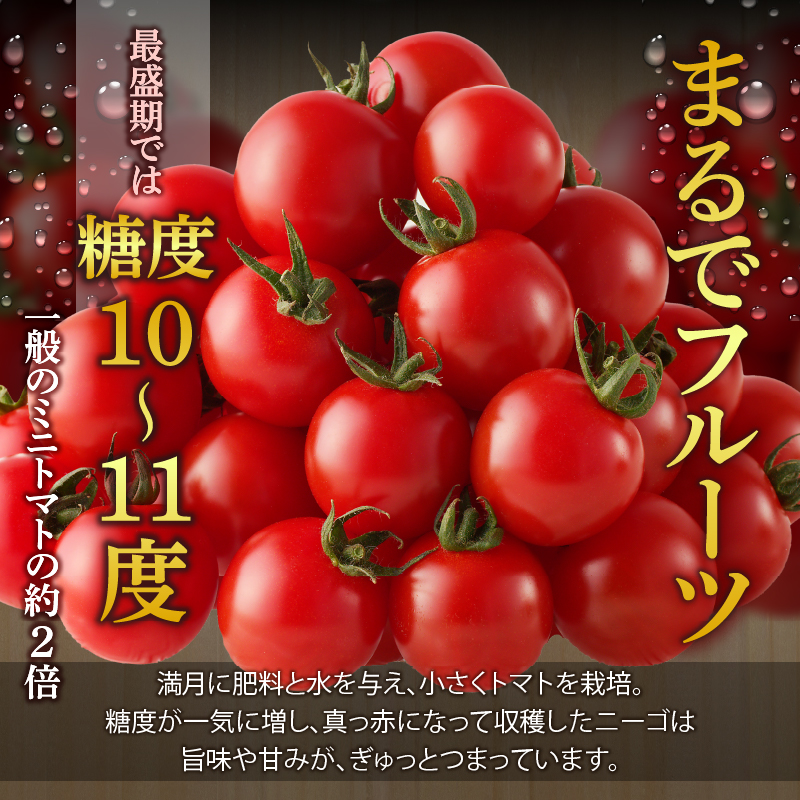 先行予約≪期間限定≫高糖度ミニトマト『ニーゴ25。』(計1.6kg) _T040-0021【ミニトマト 野菜 サラダ 国産 人気 ギフト 食品 とまと フルーツ 新鮮 お土産 送料無料 プレゼント】