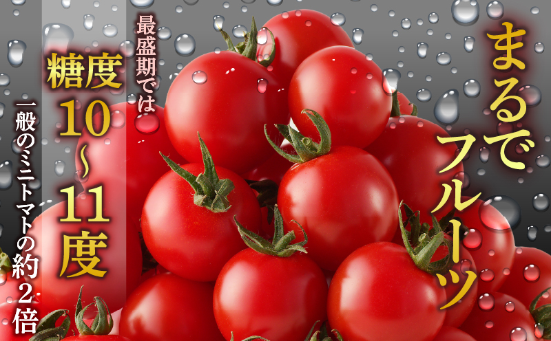 生産者応援!!【期間・数量限定特別規格】高糖度ミニトマト『ニーゴ25。』(計2kg)_T040-0021-ZO【ミニトマト 野菜 サラダ 国産 人気 ギフト 食品 とまと フルーツ 新鮮 お土産 送料無料 プレゼント】