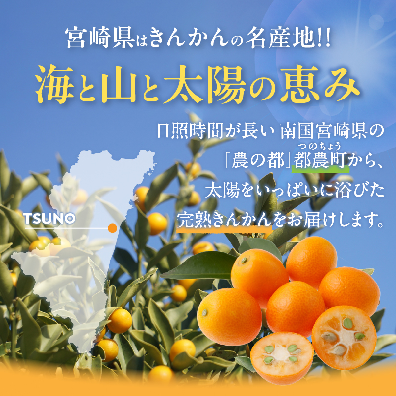 先行予約≪数量限定≫完熟きんかん(計1kg) 化粧箱入り_T042-0021【フルーツ 果物 柑橘 国産 人気 ギフト 食品 くだもの 金柑 デザート 贈り物 お土産 送料無料プレゼント】