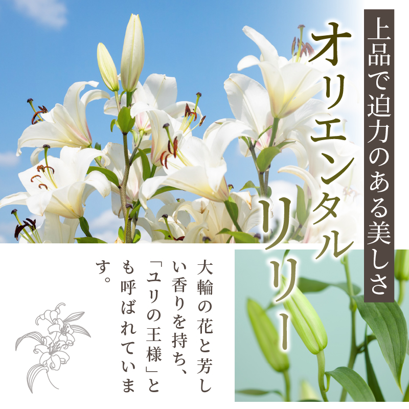 【2週間以内発送】「オリエンタルリリー ユリ」(ピンク) 計6本_T045-0021【生花 切花 百合 国産 人気 ギフト 花 花束 生花 植物 鑑賞用 贈り物 お土産 送料無料 プレゼント】