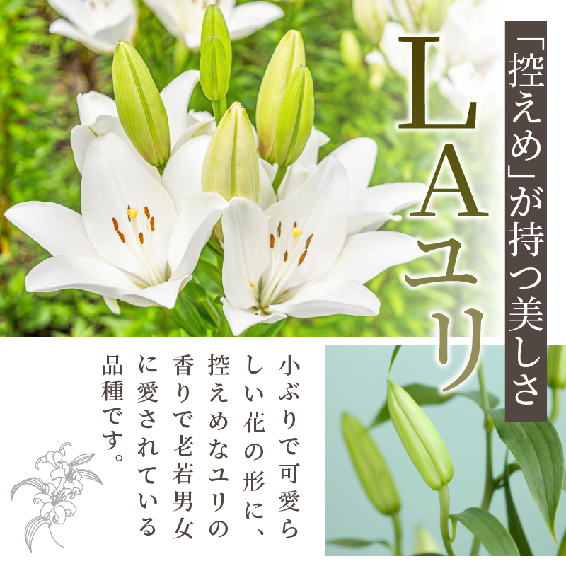 【2週間以内発送】≪期間限定≫LA ユリ(混合) 約15本_T045-0081【生花 切花 百合 国産 人気 ギフト 花 花束 生花 植物 鑑賞用 贈り物 お土産 送料無料 プレゼント】
