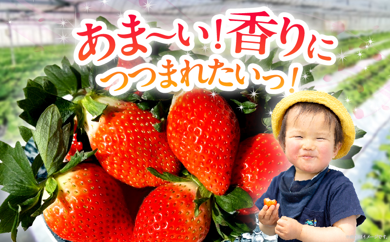 ≪先行予約≫都農町産いちご「やよいひめ」計1kg_T059-002【フルーツ 果物 デザート イチゴ 国産 人気 ギフト 食品 旬 苺 くだもの 果実 贈り物 お土産 送料無料 プレゼント】