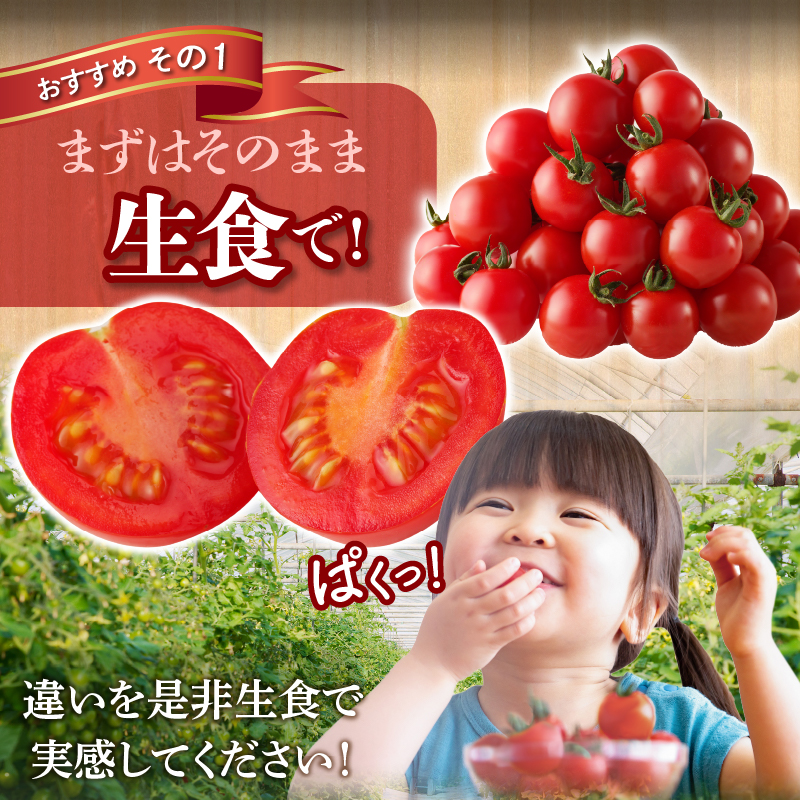先行予約≪期間限定≫高糖度ミニトマト『ニーゴ25。』(計1.6kg) _T040-0021【ミニトマト 野菜 サラダ 国産 人気 ギフト 食品 とまと フルーツ 新鮮 お土産 送料無料 プレゼント】