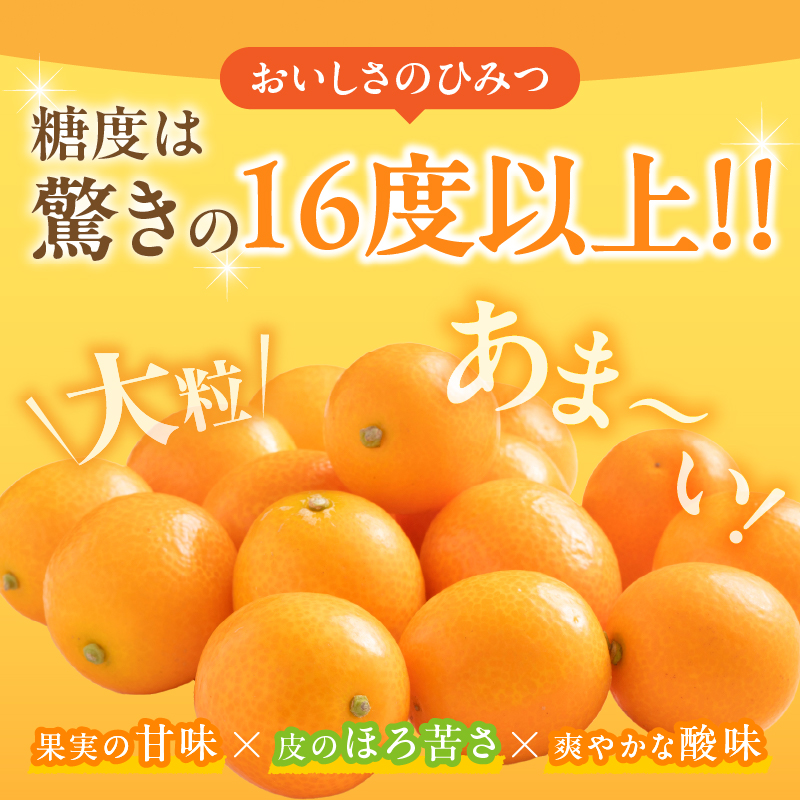 先行予約≪数量限定≫完熟きんかん(計1kg) 化粧箱入り_T042-0021【フルーツ 果物 柑橘 国産 人気 ギフト 食品 くだもの 金柑 デザート 贈り物 お土産 送料無料プレゼント】