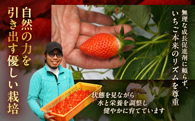 ≪数量限定≫都農町産いちご「やよいひめ」計1kg_T059-0025【フルーツ 果物 デザート イチゴ 国産 人気 ギフト 食品 旬 苺 くだもの 果実 贈り物 お土産 送料無料 プレゼント】