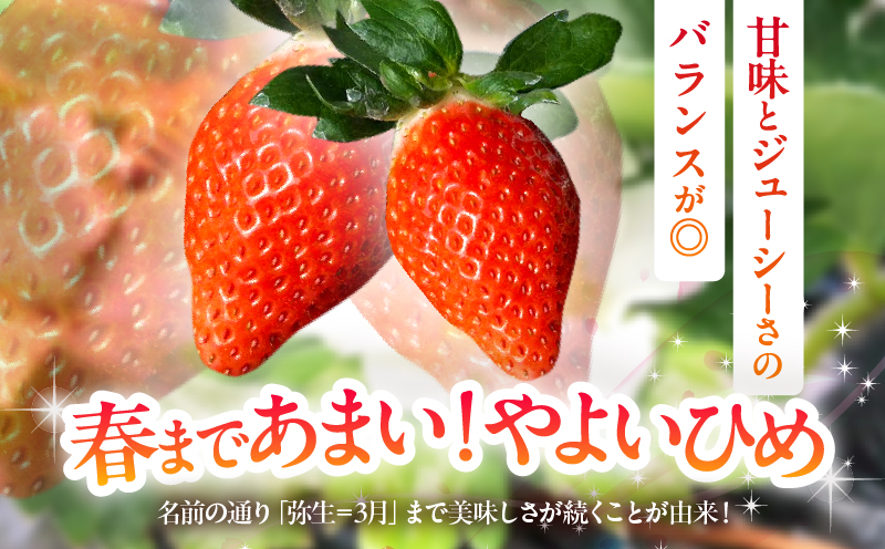 ≪先行予約≫都農町産いちご「やよいひめ」計1kg_T059-002【フルーツ 果物 デザート イチゴ 国産 人気 ギフト 食品 旬 苺 くだもの 果実 贈り物 お土産 送料無料 プレゼント】