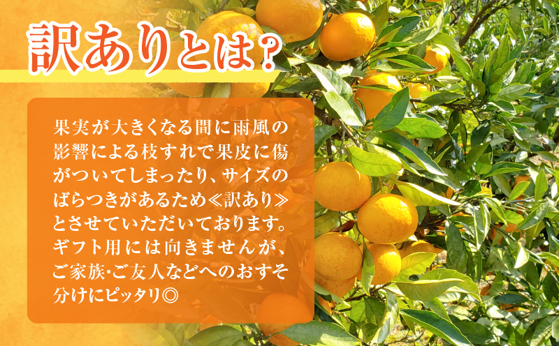先行予約≪数量限定≫訳あり不知火(つのぽん)約5kg_T002-002【フルーツ 果物 柑橘 みかん 国産 人気 ギフト 食品 旬 果実 アウトレット デザート 送料無料 プレゼント】