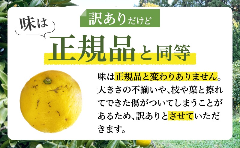 ≪先行予約≫都農町産「訳あり日向夏(約5kg)」_T008-004【フルーツ 果物 柑橘 国産 人気 ギフト 食品 果実 デザート 贈り物 お土産 送料無料 プレゼント】