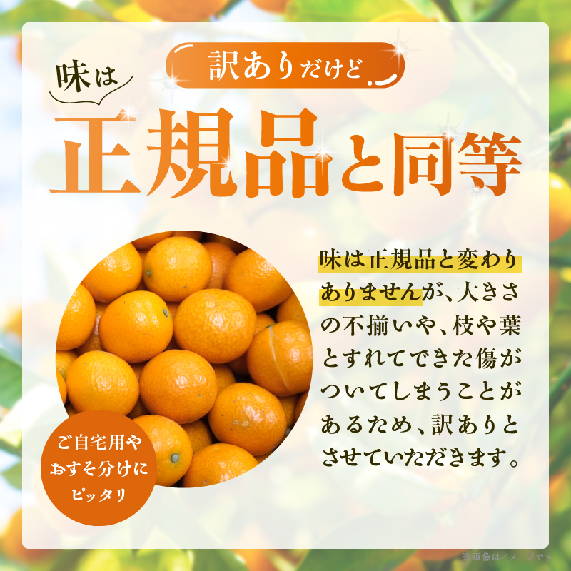 先行予約≪数量限定≫訳ありhiro君ハウスの『完熟きんかん(計2kg)』_T022-003【フルーツ 果物 金柑 国産 人気 ギフト 食品 くだもの アウトレット デザート 送料無料 プレゼント】