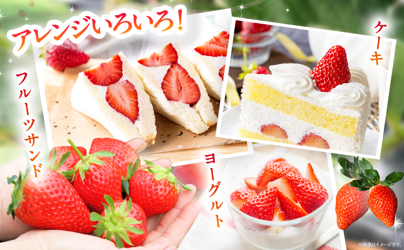 ≪先行予約≫都農町産いちご「やよいひめ」計500g_T059-001【フルーツ 果物 デザート イチゴ 国産 人気 ギフト 食品 旬 苺 くだもの 果実 贈り物 お土産 送料無料 プレゼント】