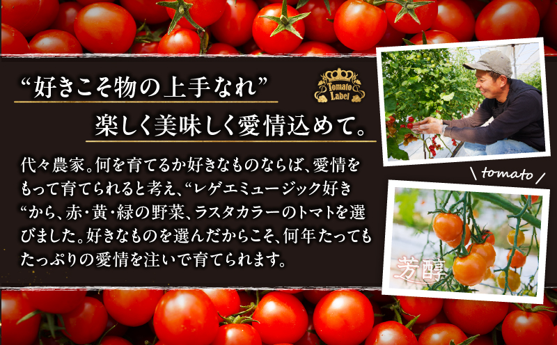 先行予約≪期間限定≫オレンジリトル（計1.6kg）_T040-0011【ミニトマト 野菜 サラダ 国産 人気 ギフト 食品 とまと フルーツ 新鮮 お土産 送料無料 プレゼント】
