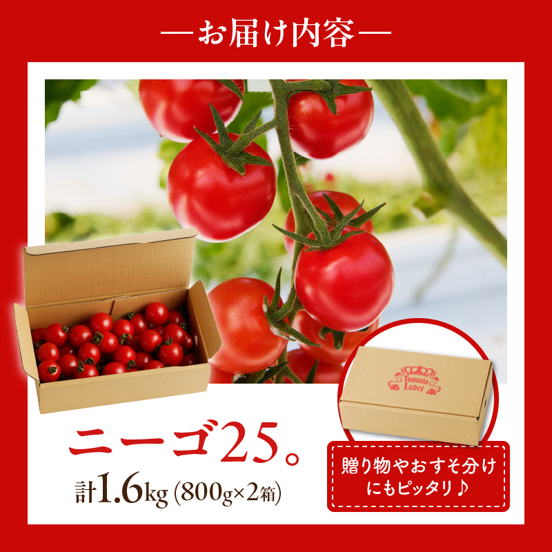 先行予約≪期間限定≫高糖度ミニトマト『ニーゴ25。』(計1.6kg) _T040-0021【ミニトマト 野菜 サラダ 国産 人気 ギフト 食品 とまと フルーツ 新鮮 お土産 送料無料 プレゼント】