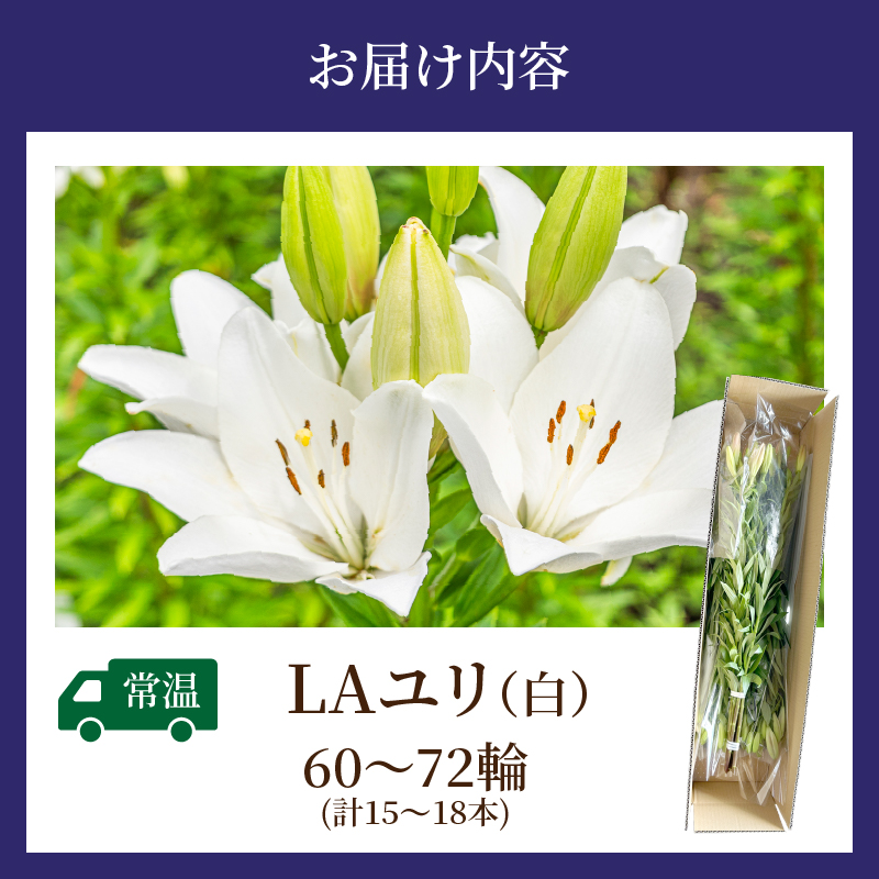 【2週間以内発送】≪期間限定≫LA ユリ(白) 約15本_T045-0041【生花 切花 百合 国産 人気 ギフト 花 花束 生花 植物 鑑賞用 贈り物 お土産 送料無料 プレゼント】