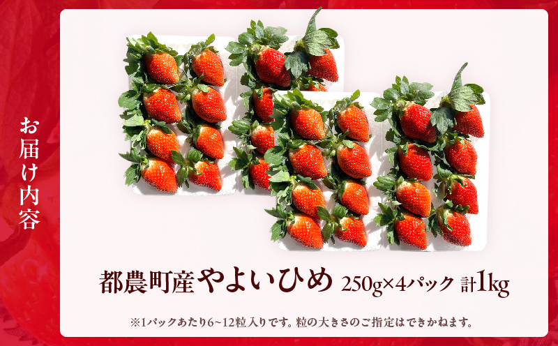 ≪先行予約≫都農町産いちご「やよいひめ」計1kg_T059-002【フルーツ 果物 デザート イチゴ 国産 人気 ギフト 食品 旬 苺 くだもの 果実 贈り物 お土産 送料無料 プレゼント】