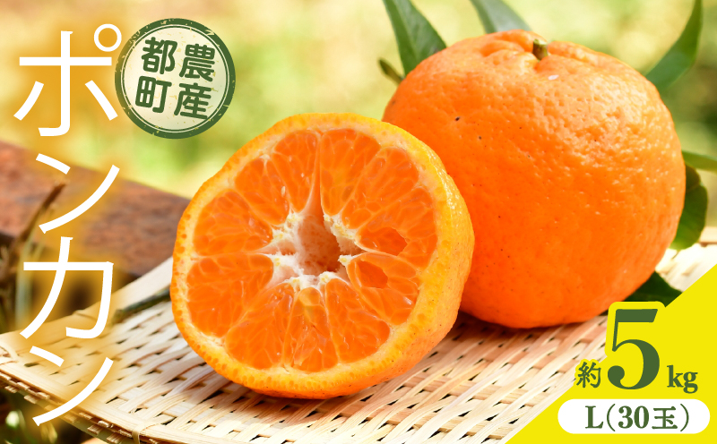 ≪期間限定≫都農町産「ポンカン(Lサイズ)」約5kg _T008-015【フルーツ 果物 柑橘 国産 人気 ギフト 食品 果実 デザート 贈り物 お土産 送料無料 プレゼント】