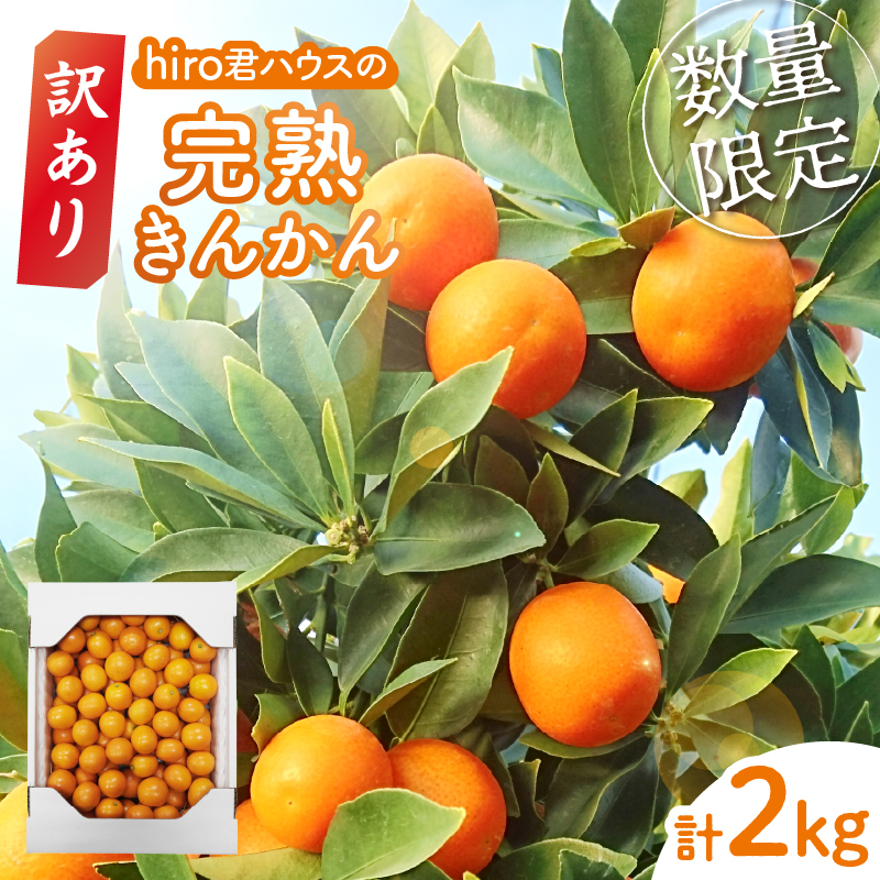 先行予約≪数量限定≫訳ありhiro君ハウスの『完熟きんかん(計2kg)』_T022-003【フルーツ 果物 金柑 国産 人気 ギフト 食品 くだもの アウトレット デザート 送料無料 プレゼント】