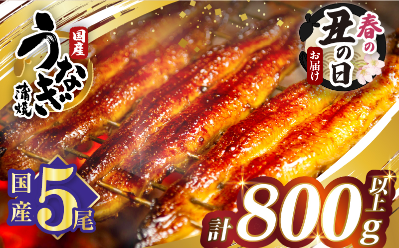 【春の丑の日までにお届け!!】うなぎ蒲焼5尾(さんしょう・たれ付き)計800g以上_T026-0032-US1【鰻 魚 魚介 加工品 国産 人気 ギフト 食品 おかず 惣菜 高級 お土産 贈り物 送料無料 プレゼント】