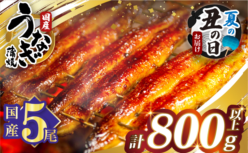 【夏の丑の日までにお届け!!】うなぎ蒲焼5尾(さんしょう・たれ付き)計800g以上_T026-0032-US2【鰻 魚 魚介 加工品 国産 人気 ギフト 食品 おかず 惣菜 高級 お土産 贈り物 送料無料 プレゼント】