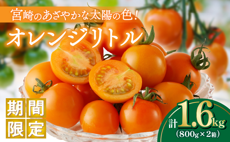 先行予約≪期間限定≫オレンジリトル（計1.6kg）_T040-0011【ミニトマト 野菜 サラダ 国産 人気 ギフト 食品 とまと フルーツ 新鮮 お土産 送料無料 プレゼント】