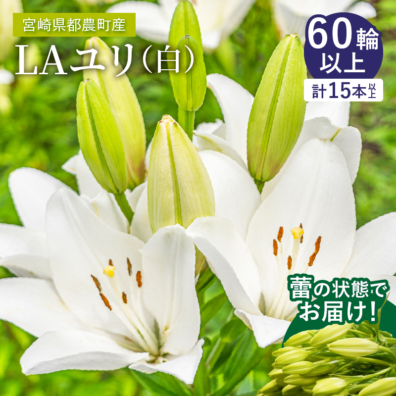 【2週間以内発送】≪期間限定≫LA ユリ(白) 約15本_T045-0041【生花 切花 百合 国産 人気 ギフト 花 花束 生花 植物 鑑賞用 贈り物 お土産 送料無料 プレゼント】