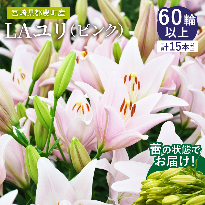 【2週間以内発送】≪期間限定≫LA ユリ(ピンク) 約15本_T045-0051【ゆり 切花 百合 国産 人気 ギフト 花 花束 生花 植物 鑑賞用 贈り物 お土産 送料無料 プレゼント】