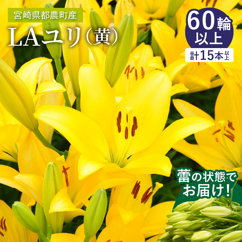 【2週間以内発送】≪期間限定≫LA ユリ(黄) 約15本_T045-0061【生花 切花 百合 国産 人気 ギフト 花 花束 生花 植物 鑑賞用 贈り物 お土産 送料無料 プレゼント】