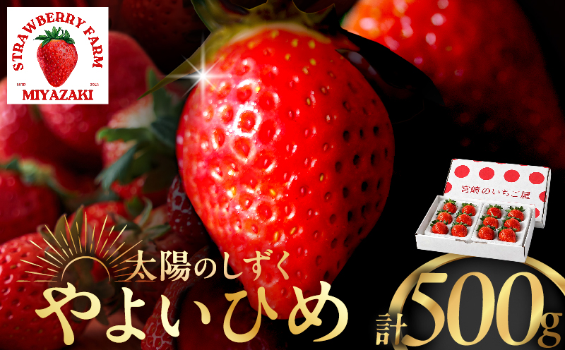 ≪数量限定≫都農町産いちご「やよいひめ」計500g_T059-0015【フルーツ 果物 デザート イチゴ 国産 人気 ギフト 食品 旬 苺 くだもの 果実 贈り物 お土産 送料無料 プレゼント】