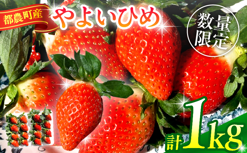 ≪先行予約≫都農町産いちご「やよいひめ」計1kg_T059-002【フルーツ 果物 デザート イチゴ 国産 人気 ギフト 食品 旬 苺 くだもの 果実 贈り物 お土産 送料無料 プレゼント】