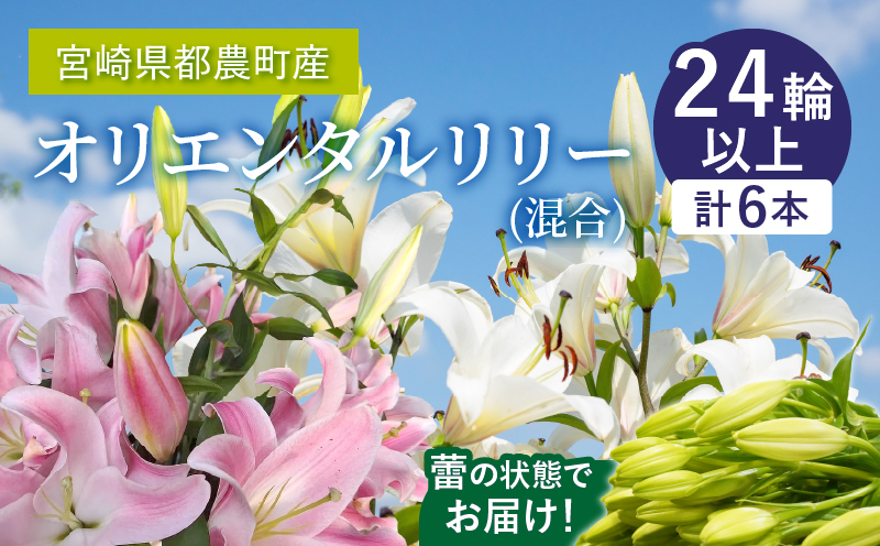 「オリエンタルリリー ユリ」(白&ピンク) 計6本_T045-003[都農町新着 生花 切花 百合 国産 人気 ギフト 花 花束 生花 植物 鑑賞用 贈り物 お土産 送料無料 プレゼント]