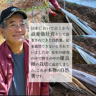 ＜先行予約受付中！2025年11月下旬から順次発送予定＞＜期間限定＞山菜の王者自然薯 (約1.2kg)  山芋 じねんじょ とろろ 長いも 国産 旬 野菜 新鮮 やさい 常温 保存 宮崎県 門川町 【Y-1】【自然薯組合】