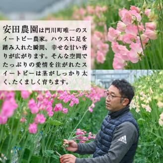 ＜先行予約受付中！2025年12月中旬以降順次発送予定＞門川町産スイートピーミックス(計100本・50本×2束) 花 フラワー ギフト 贈り物 プレゼント 常温 保存 宮崎県 門川町【AL-1】【安田農園】