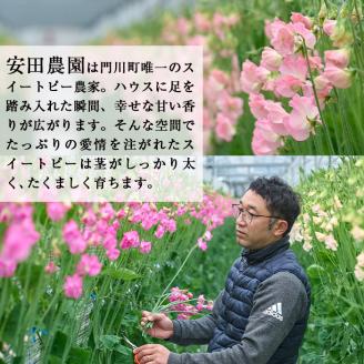 ＜先行予約受付中！2026年1月以降順次発送予定＞＜A品＞スイートピーミックス(50本)花 フラワー ギフト 贈り物 プレゼント 常温 保存 宮崎県 門川町【AL-3】【安田農園】