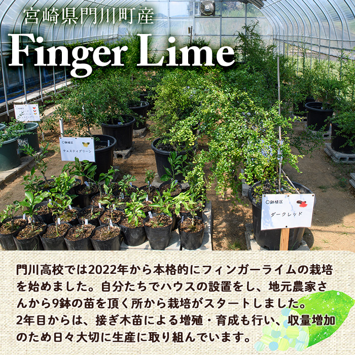 ＜数量限定・期間限定＞宮崎県門川町産フィンガーライム(160g) 柑橘 希少 ライム キャビアライム シトラス ミアローズ ティスティグリーン ピンクパール レッドスパークリング ダークレッド 高校生 高校【AU-2】【宮崎県立門川高等学校】