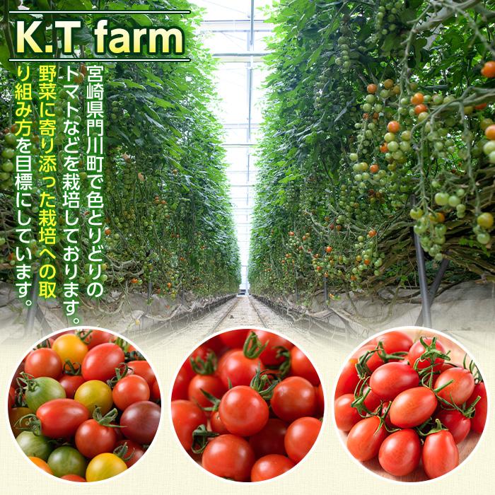 ＜期間限定＞フルーツ トマト(1～1.2kg) リコピン スライストマト サラダ 惣菜 生 野菜 とまと 料理 朝採れ 宮崎県 【KT-8】【K.Tfarm】