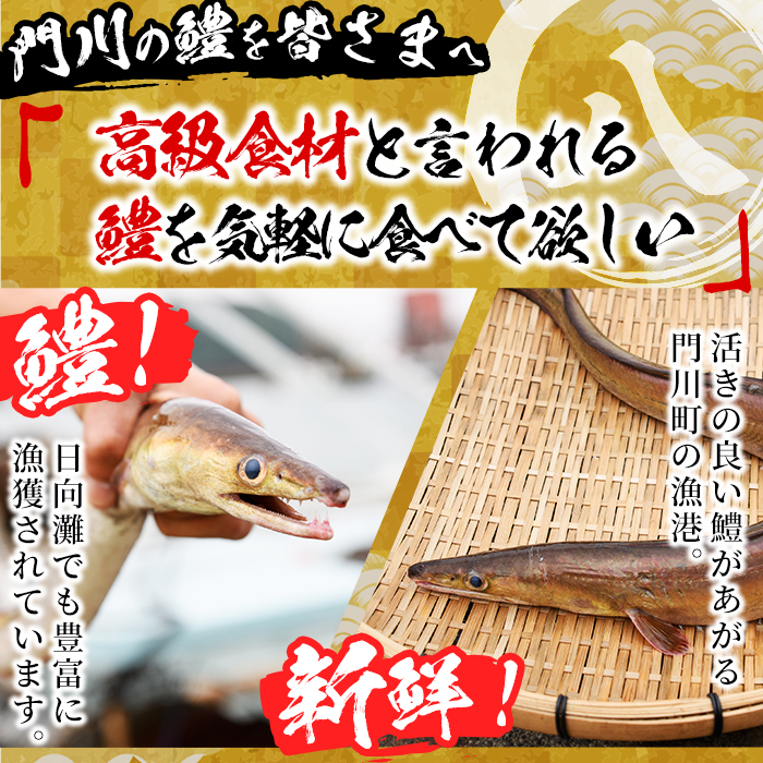 骨切り 白鱧 (計800g・400g×2本) 骨切り済 ハモ はも 天ぷら しゃぶしゃぶ フライ 小分け 冷凍 魚介類 鍋 国産 宮崎県 門川町【O-7】【門川漁業協同組合】