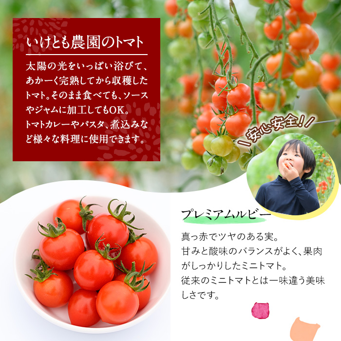 訳あり・規格外！数量限定の門川町産ミニトマト(計約4kg)フルーツトマト とまと 野菜 キャロルパッション 小鈴プレミアムルビー アイコ ミックス 生 旬野菜 冷蔵【X-11】【いけとも農園】