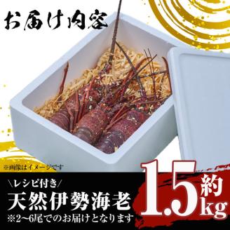 ＜数量限定・期間限定＞ 天然！門川町産活き伊勢海老(計1.5kg・約2～6尾)エビ えび 刺身 魚介 海鮮 朝獲れ 国産【O-6】【門川漁業協同組合】