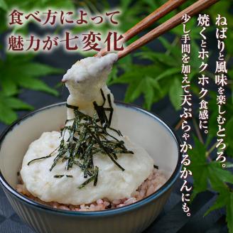 ＜先行予約受付中！2025年11月下旬から順次発送予定＞＜期間限定＞山菜の王者自然薯 (約1.2kg)  山芋 じねんじょ とろろ 長いも 国産 旬 野菜 新鮮 やさい 常温 保存 宮崎県 門川町 【Y-1】【自然薯組合】