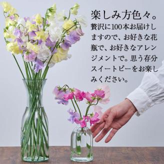 ＜先行予約受付中！2025年12月中旬以降順次発送予定＞門川町産スイートピーミックス(計100本・50本×2束) 花 フラワー ギフト 贈り物 プレゼント 常温 保存 宮崎県 門川町【AL-1】【安田農園】
