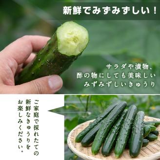 宮崎県産きゅうり(2.5kg)野菜 やさい サラダ 胡瓜 漬物 キムチ 冷蔵【NS-2】【中澤農園】