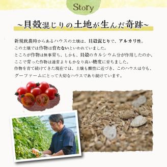 ＜先行予約受付中！2025年12月から順次発送予定＞＜期間限定＞ ミニトマト(約3kg) ミニトマト(約3kg)野菜 とまと フルーツトマト サマー千果 アイコ サラダ 【GF-2】【グーファーム】