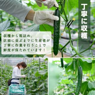 宮崎県産きゅうり(5kg)野菜 やさい 旬 新鮮 サラダ キュウリ 胡瓜 冷蔵 宮崎県産【NS-1】【中澤農園】